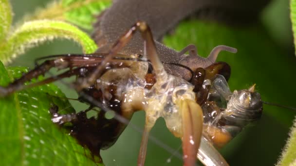 Video Von Samtwurm Peripatus Der Käfer Frisst — Stockvideo