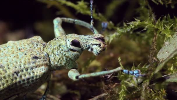 Video Glitter Weevil Bug Compsus Brillante Bug — Vídeos de Stock