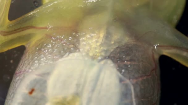 透明青蛙呼吸的视频 玻璃青蛙 紫罗兰 — 图库视频影像