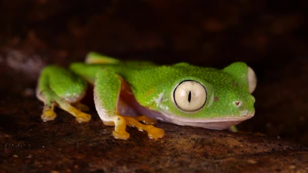 Video Rana Verde Agalychnis Hulliblinks Ojos Selva Ecuatoriana — Vídeos de Stock