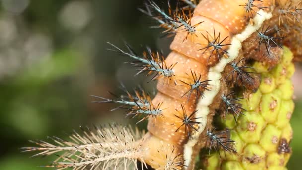 Wideo Larwy Ćmy Automeris Saturniidae Jadowite Kłujące Włosy Ekwadorska Amazonka — Wideo stockowe
