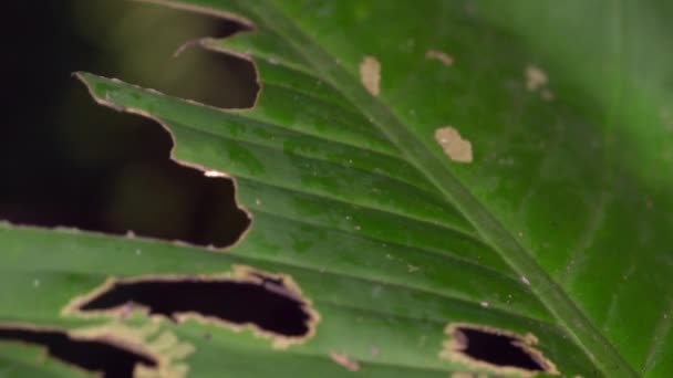 Slow Motion Video Van Amazon Leaf Frog Springen Blad — Stockvideo