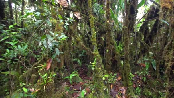 野生热带森林 有树木 树干上有青苔草 — 图库视频影像