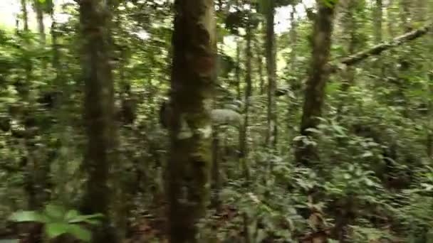 vidéo mouvante à travers feuillage forestier vert, feuilles vertes 
