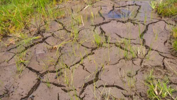 Vídeo Suelo Barro Agrietado Estanque Secado Lapso Tiempo — Vídeos de Stock