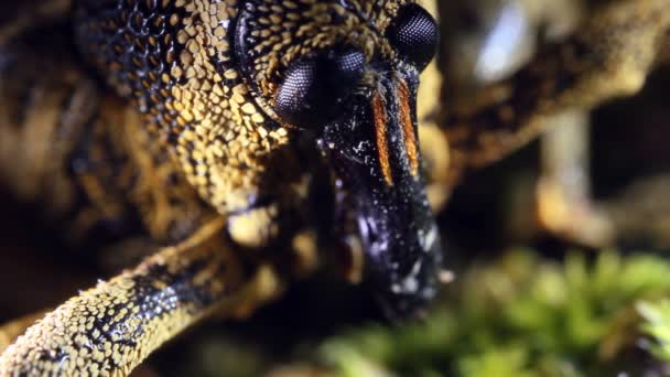 Close Video Van Weevil Uit Regenwoud Ecuador — Stockvideo