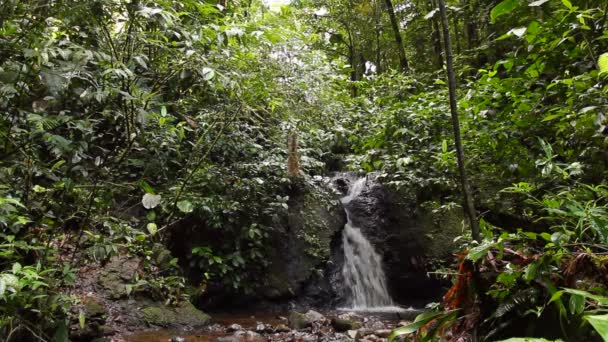 Stoom Van Rivier Waterstroom Het Wilde Tropische Woud Video — Stockvideo