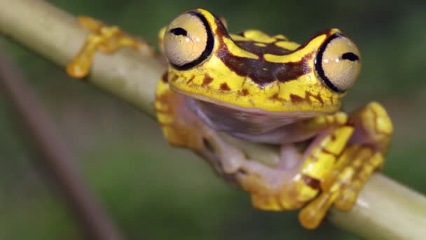 Wideo Imbabura Treefrog Hypsiboas Picturatus Gałęzi Drzewa — Wideo stockowe