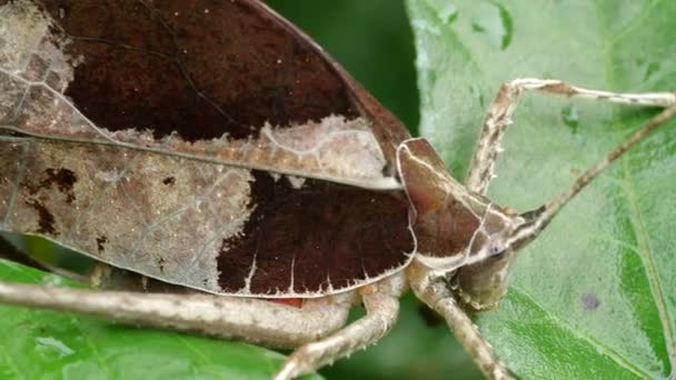 Hoja Imitar Katydid Selva Tropical Con Río Tiputini Fondo Ecuador — Vídeo de stock