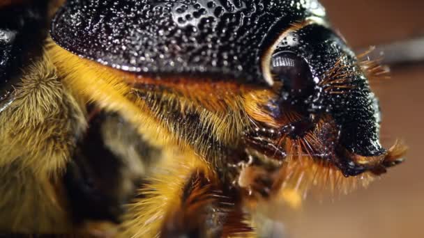 Macro Tiro Close Vídeo Bicho Peludo Marrom — Vídeo de Stock