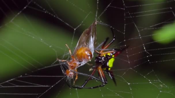 Vidéo Ralenti Spiny Orb Weaver Araignée Avec Mouche Dans Piège — Video