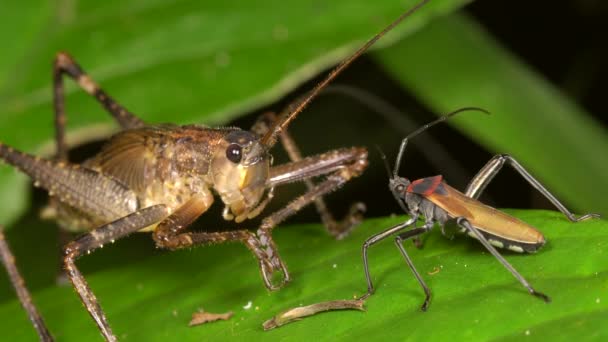 Bug Cricket Sur Feuille Plante Vidéo — Video