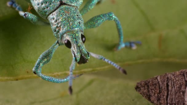 Glitter Weevil Bug Compsus Ljusgrön Art Från Ecuadors Amazonas Fotoniska — Stockvideo