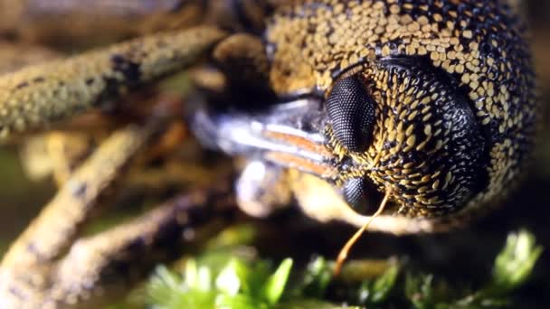 gros plan vidéo de Weevil de la forêt tropicale, Equateur