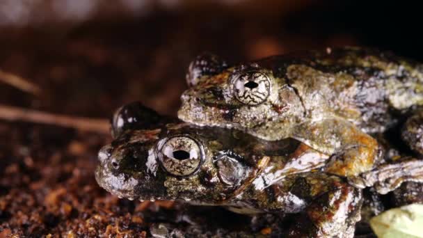 Vídeo Marthas Rain Frog Pristimantis Martiae Apair Acasalamento Amplos Floresta — Vídeo de Stock