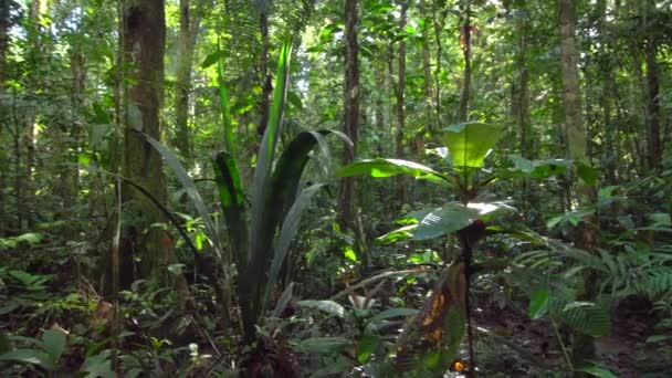 Video Selva Tropical Amazonía Ecuatoriana — Vídeos de Stock