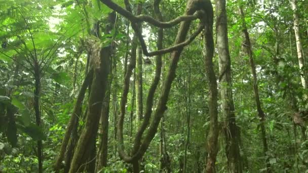 Video Selva Tropical Amazonía Ecuatoriana — Vídeos de Stock