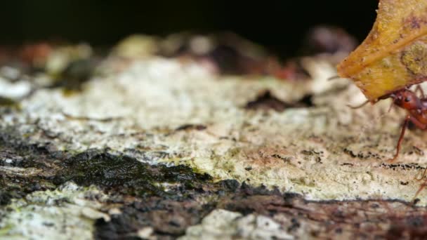 Video Cámara Lenta Hormigas Llevando Hoja Macro Disparo Hormigas Cortadoras — Vídeo de stock