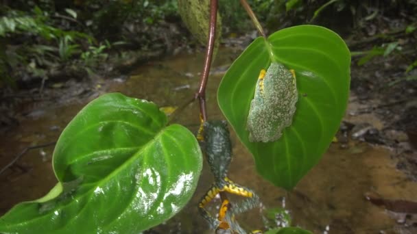 Video Dvou Amazonských Žab Cruziohyla Craspedopus — Stock video