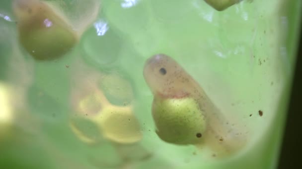 Developing Tadpoles Egg Mass Glass Frog Centrolene Video — Stock Video