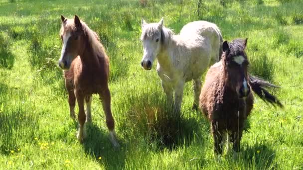 Video Caballos Pastando Pradera Hierba Verde — Vídeo de stock