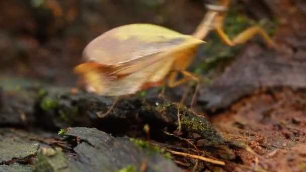 Leaf Mimic Mantis Ecuadoraanse Amazone Video — Stockvideo