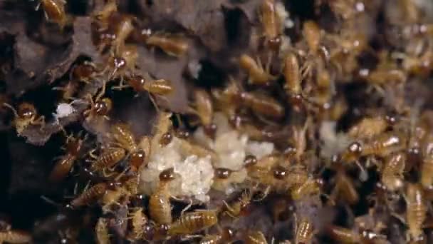厄瓜多尔热带雨林Nasute Termites保卫巢穴破裂的时间差视频 — 图库视频影像