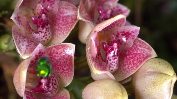 Slow Motion Video Skott Orkidé Lycomormium Ecuadorense Blommor Med Euglossine — Stockvideo