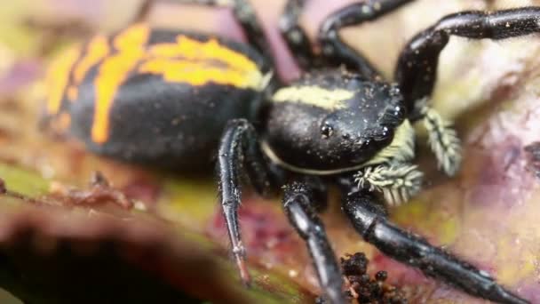 Hoppande Spindel Familj Salticidae Video — Stockvideo