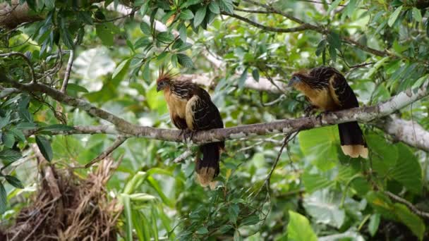 Hoatzins Fåglar Träd Opisthocomus Hoazin Vilar Gren Limoncocha Lagun Ecuadors — Stockvideo