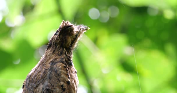 Videó Közös Potoo Madár Fán Esőerdő Ecuador — Stock videók