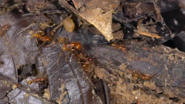 用叶子在地上奔跑的褐蚁群的视频 — 图库视频影像