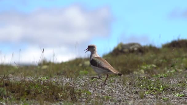 夏の風景と鳥のスローモーションビデオ — ストック動画