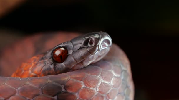 Video Tropical Flat Snake Siphlophis Compressus Máchající Pomalým Pohybem Vidlicovým — Stock video