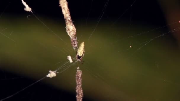 Pajęcza Sieć Lesie Deszczowym Understory Ekwadorski Amazon Wideo — Wideo stockowe