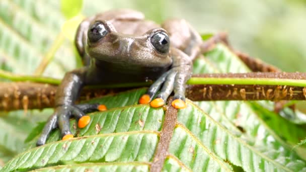 Video Cámara Lenta Saltando Lindas Treefrog Hyloscirtus Lindae Amazonas Ecuatorianas — Vídeo de stock