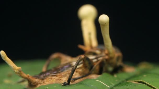 Video Houby Cordyceps Infikující Mouchu Deštný Prales Ekvádor — Stock video