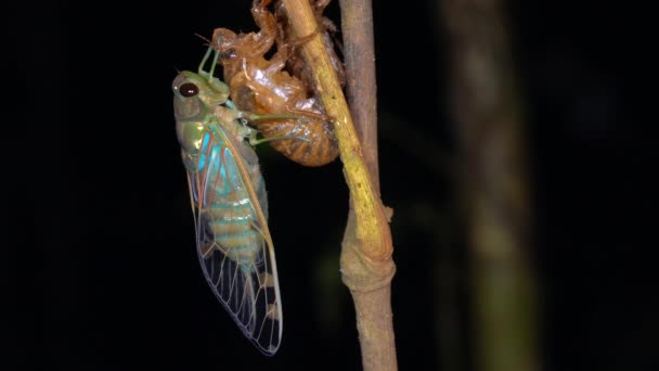 Macro Vidéo Une Cigale Nouvellement Émergée Émergé Peau Larvaire — Video