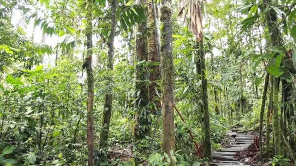 Video Dari Dedaunan Hutan Tropis Hijau Papan Kayu Jalan — Stok Video