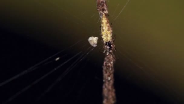 厄瓜多尔亚马逊的蜘蛛网视频 — 图库视频影像