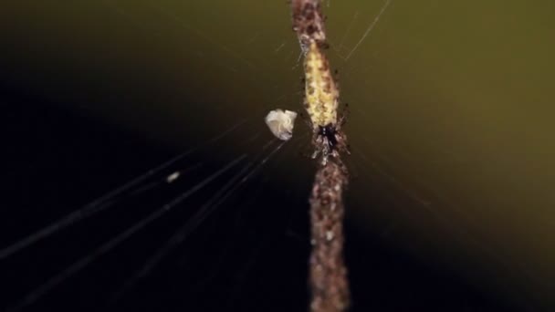 Video Araña Web Amazonía Ecuatoriana — Vídeos de Stock