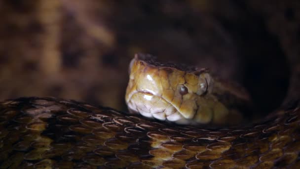 Slow Motion Video Venomous Fer Lance Snake Bothrops Atrox Tongue — Stock Video