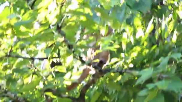 Pequeño Mono Árbol Flora Fauna Video — Vídeos de Stock