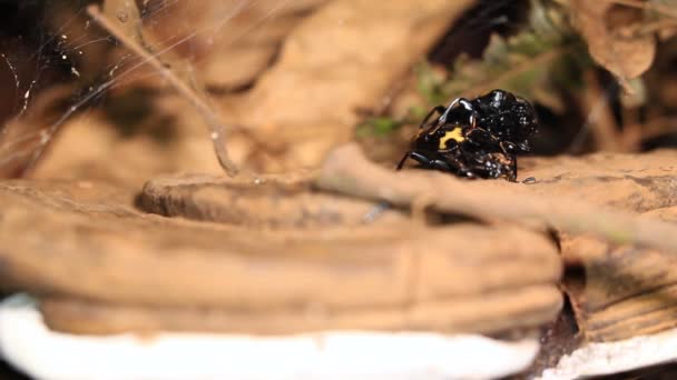 Video Memnun Edici Mantar Böcekleri Erotylidae Yağmur Ormanlarında Parantez Içinde — Stok video