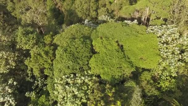 Dron Wideo Lasów Tropikalnych Drzew Zielonymi Liśćmi Flory Botaniki — Wideo stockowe