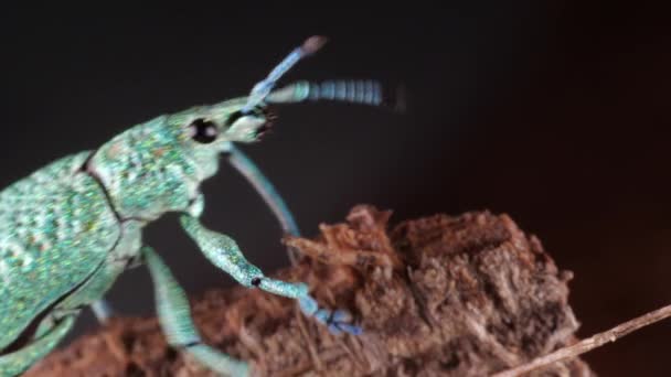 Glitter Weevil Bug Compsus Bright Green Species Ecuadorian Amazon Photonic — Stock video