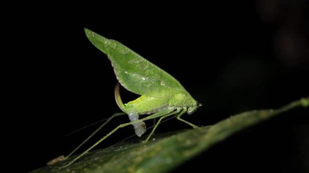 Video Green Katydid Grillo Saltamontes — Vídeos de Stock