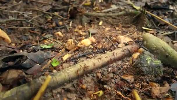 Video Von Ameisenblattschneidern Ameisenkolonie Soldaten — Stockvideo