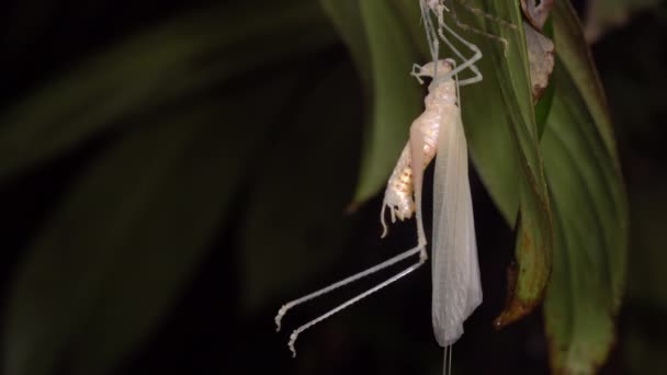 Tropik Çalı Cırcırböceği Derisini Ekdisini Gecesini Ekvador Unu Videosunu Değiştiriyor — Stok video