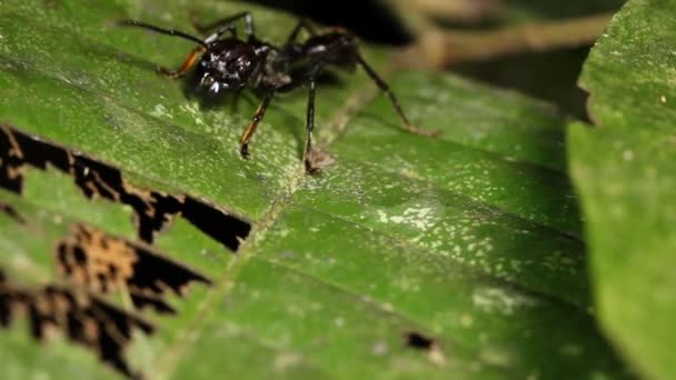 Βίντεο Από Bullet Ant Conga Ant Paraponera Clavata Πράσινο Φύλλο — Αρχείο Βίντεο